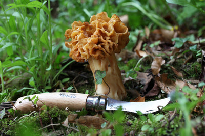 Opinel N°08 Mushroom + sheath - Wood Tamer