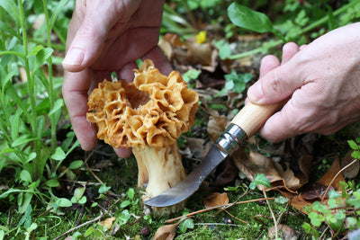 Opinel N°08 Mushroom + sheath - Wood Tamer